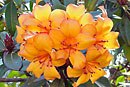 Rhododendron javanicum