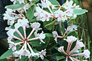 Rhododendron kawir