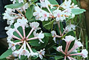 Rhododendron kawir