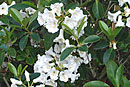 Rhododendron kochii