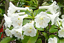 Rhododendron kochii