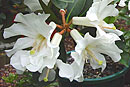 Rhododendron konori