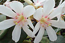 Rhododendron konori var. phaeopeplum