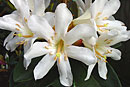 Rhododendron konori var. phaeopeplum