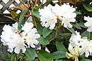 Rhododendron konori