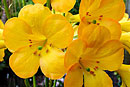 Rhododendron laetum