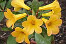 Rhododendron laetum