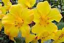 Rhododendron laetum