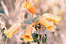 Rhododendron lagunculicarpum