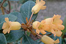 Rhododendron lagunculicarpum