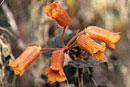 Rhododendron lagunculicarpum