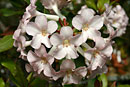 Rhododendron lambianum