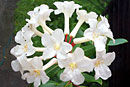 Rhododendron lambianum