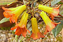 Rhododendron lamrialianum