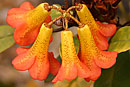 Rhododendron lamrialianum