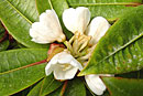 Rhododendron lanceolatum