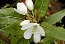 Rhododendron lanceolatum