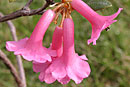 Rhododendron leptanthum