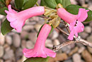 Rhododendron leptanthum