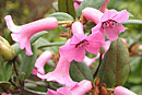 Rhododendron leptanthum