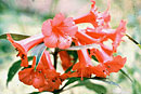 Rhododendron leptobrachion