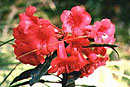 Rhododendron leptobrachion