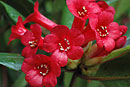 Rhododendron leptobrachion