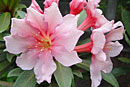 Rhododendron leucogigas