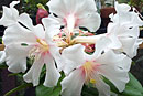 Rhododendron leucogigas