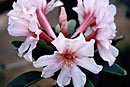 Rhododendron leucogigas