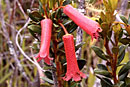 Rhododendron lindaueanum