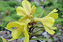 Rhododendron lineare