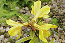 Rhododendron lineare