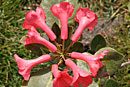 Rhododendron lochiae