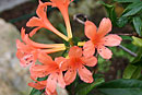 Rhododendron longiflorum