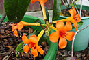 Rhododendron longiflorum