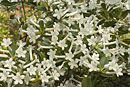 Rhododendron loranthiflorum