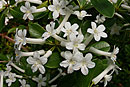 Rhododendron loranthiflorum