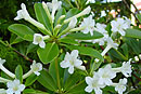 Rhododendron loranthiflorum