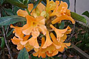 Rhododendron lowii