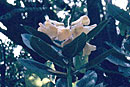 Rhododendron lowii