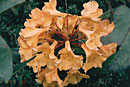 Rhododendron lowii