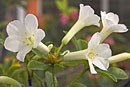 Rhododendron luraluense