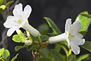 Rhododendron luraluense