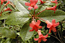 Rhododendron macgregoriae