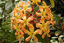 Rhododendron macgregoriae