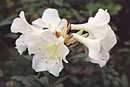 Rhododendron madulidii