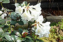 Rhododendron madulidii