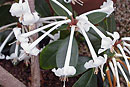 Rhododendron majus