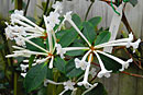 Rhododendron majus